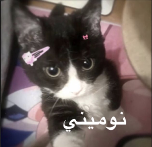 هي كل مازانت الجلسه :