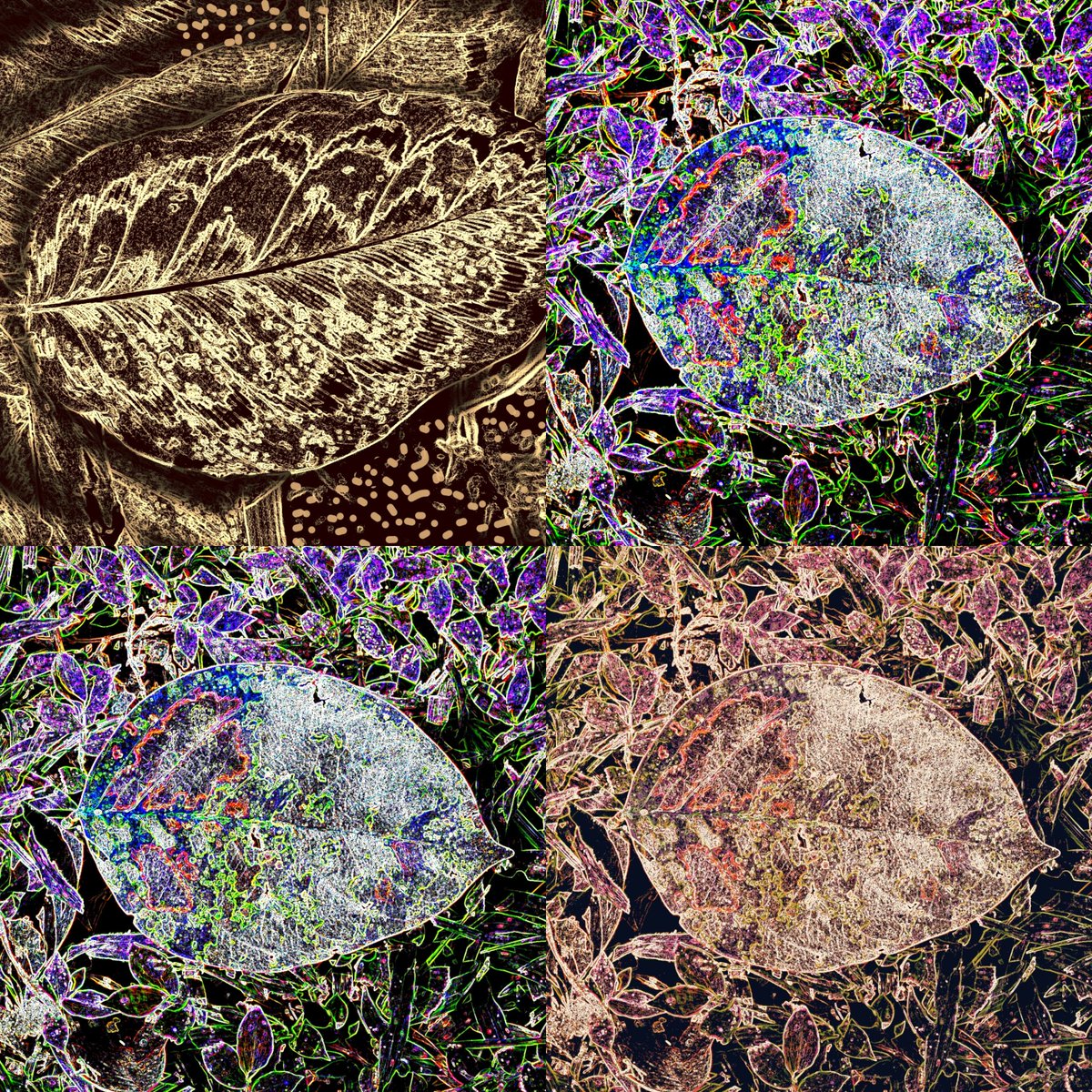 Tierra Viva tweet media