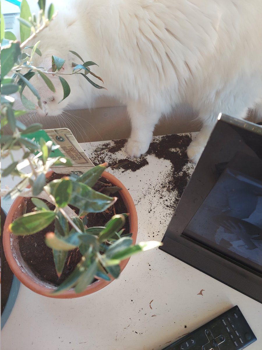 Bad_Babette's tweet photo. Your, donot see me,... your, donot see this dirt's that may or, may not have come from the, Plant https://t.co/LfxLxMkJ7v