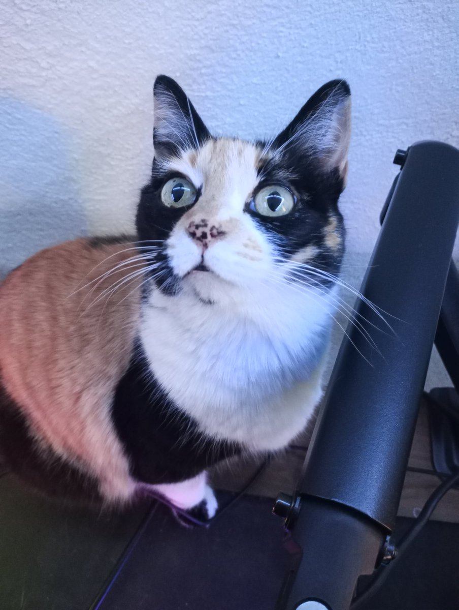 cotzon's tweet photo. gato gei https://t.co/55EYRWIUgf