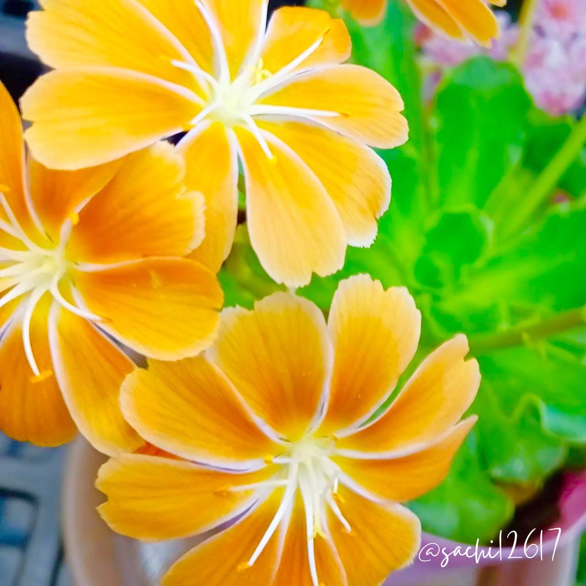 🌈☀️2／10こんさち〜🌹🌈

さ… さぶ〰〰💦

今週から
あったかくなるらしいけど
まだ②無理〰〰💦
‘
‘

　//＼￣￣🍊＼
／/ ※ ＼＿＿＿＼
＼＼ 　※ 　∧_∧ヽ︎
　 ＼ヽ＿／( ´･ω･)_ノ
　　∨――  　⊇📱⊆︎

素敵な午後を💐

サブも仲良くしてね🥹
<a href="/sachikichi513/">幸（さち）👒</a>
<a href="/chii12617/">さち(美容)💍</a> 

💖お友達募集中💖