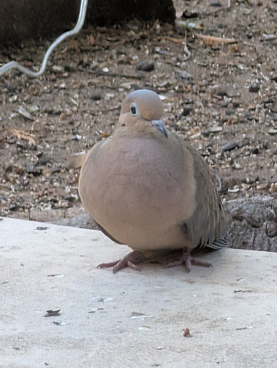 Rob Actual tweet media