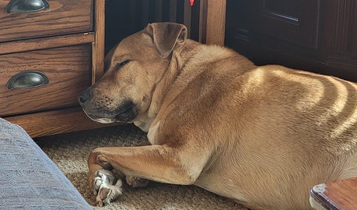 Kuheler's tweet photo. @FetchRewards Rocky Mountain 🐾 H4XFP #WatchTheLastAd https://t.co/XqL6wgAsjK