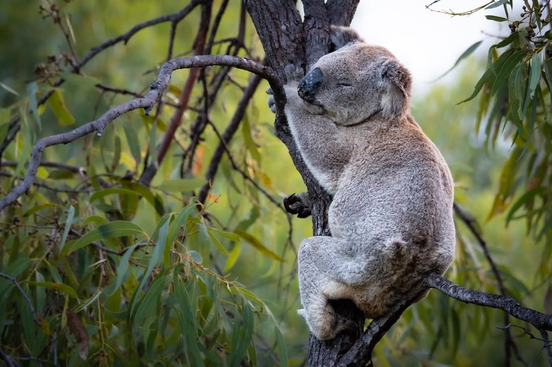 TownsvilleAus's tweet photo. Monday mood: Just hanging on 🐨 Take the Forts Walk in Magnetic Island and keep an eye out for Northern Queensland's largest wild koala population.
📸tj_huds_photo
#magneticisland #thisismagneticisland #townsvillenorthqueensland #upforunexpected https://t.co/qtclNLYggs