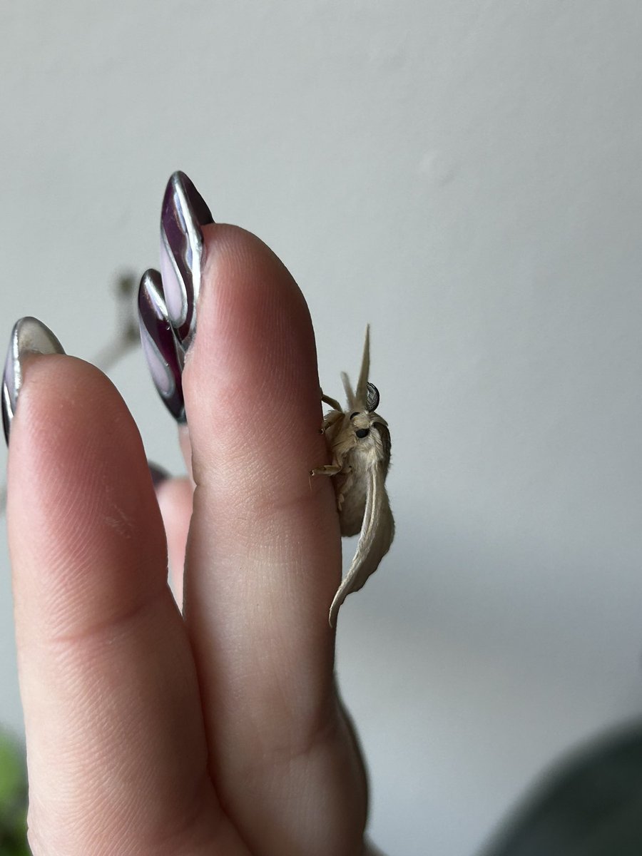 My tiny friend eclosed today 🥹
Cannot handle the cuteness