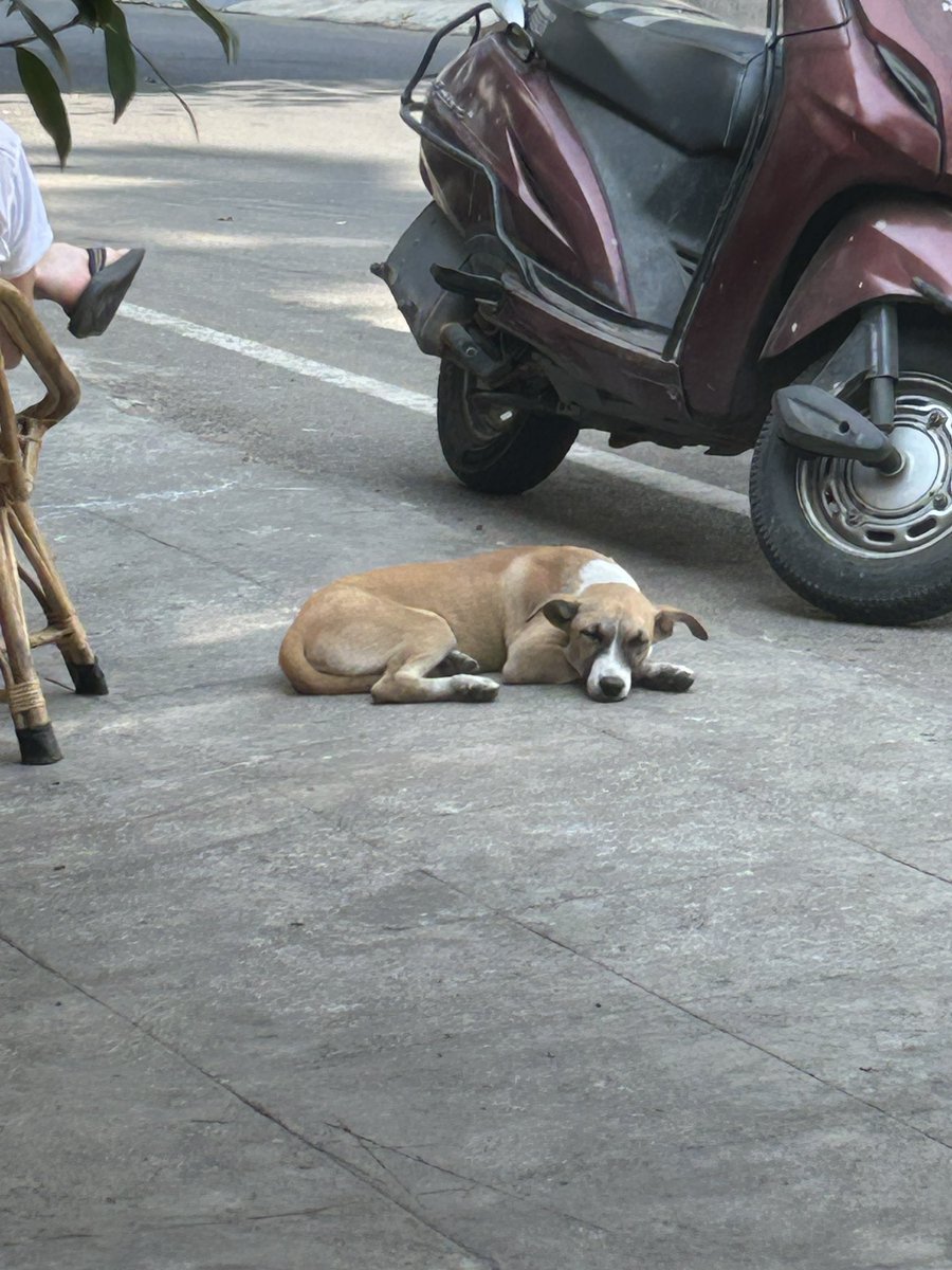 インドで可愛い木があるんですけど、この木のお名前ご存知の方いらっしゃったら教えて下さい