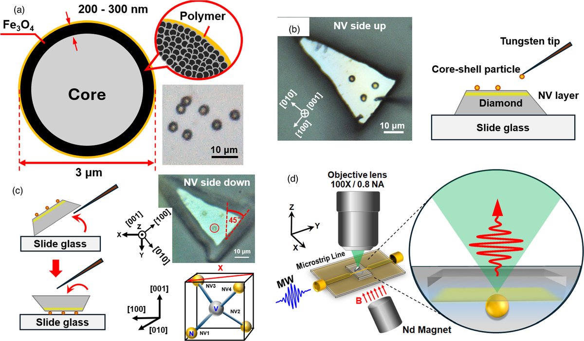 apexjjap's tweet photo. [Latest Article 2025 OPEN ACCESS]
Magnetic noise detection and imaging from a superparamagnetic core-shell particle via an ensemble of nitrogen-vacancy centers in a thin diamond chip
2025 18 025002
https://t.co/d94kvpMnuG

#APEX
#OpenAccess
#Physics
#magnetic
#quantum
#diamond https://t.co/4JBwxHSaYs