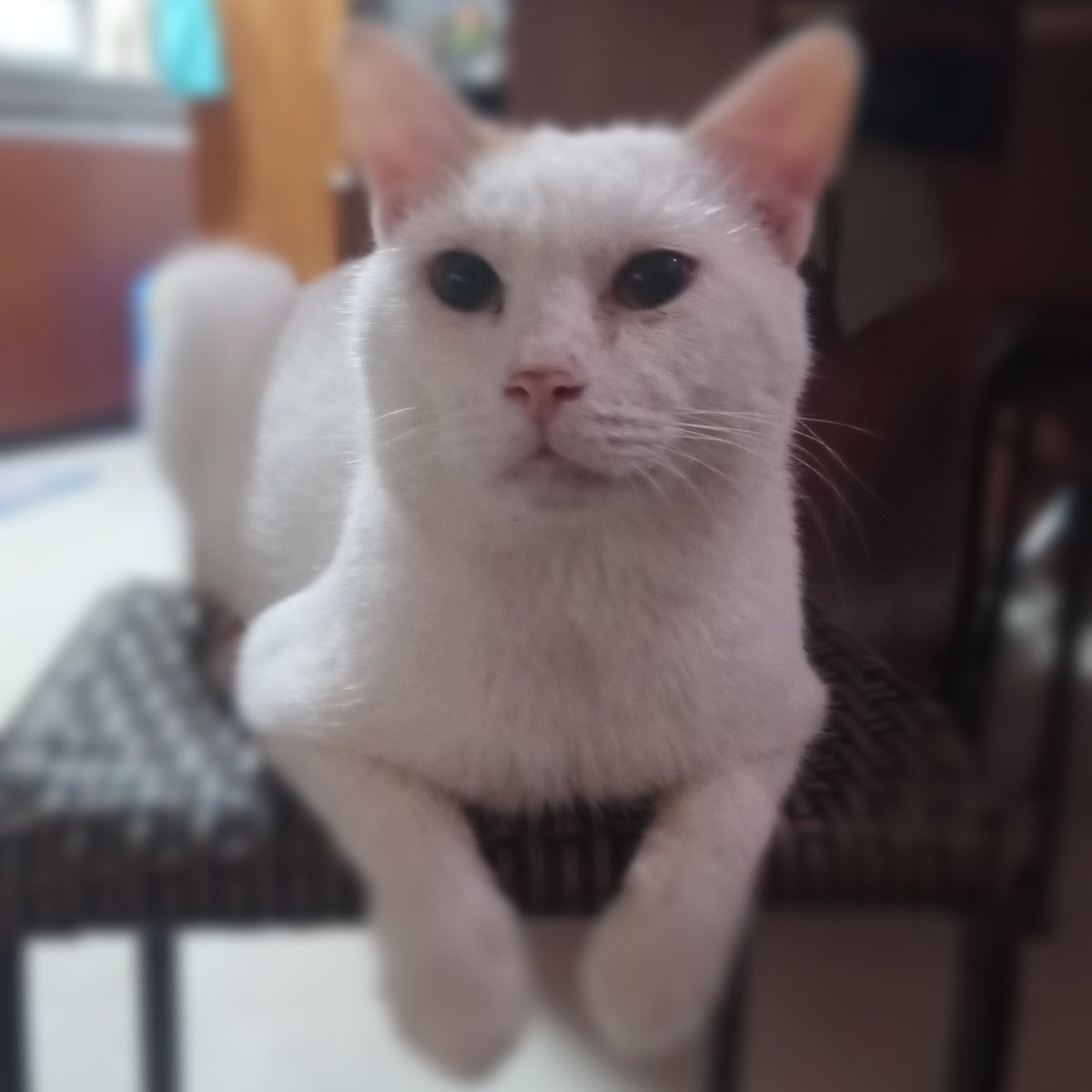 89cloverz's tweet photo. Saw my cat take his last breath today. He was a good boy. May he rest peacefully. 
Kitkat 10/02🕊️🤍 https://t.co/xVdzL0VMYX