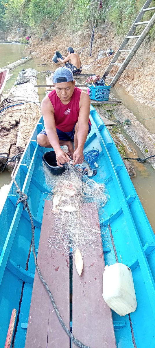 KIrawatie's tweet photo. Senin (10/02/2025), Kristiance Irawatie, S.Pi Luhkan Katingan melaporkan di KUB Tenga Manuah Desa Kuluk Bali,  tangkapan ikan patin Lawang 2,5kg ,harga jual 35 rb/kg,Lalawak berat 2 kg harga 30 rb/kg, alat tangkap Jaring

#GiatLuhkanSatminkalGONDOL #luhlapor #Katingan #Tangkap https://t.co/cuIN869IZ8