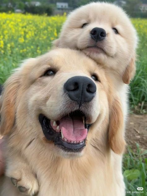 petpuppies👿😺 (@petpopular) on Twitter photo 