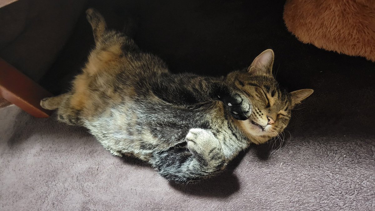 こたつの中を覗いてみたら……
夢の中でスーパーマンになってたのかな🦸

#はむちゃん　#キジトラ　#猫
#猫のいる暮らし
#猫好きさんと繋がりたい