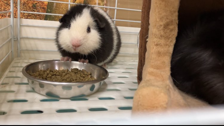 _mortissimo's tweet image. 会いに来てしまった
ちょっとシロみたい