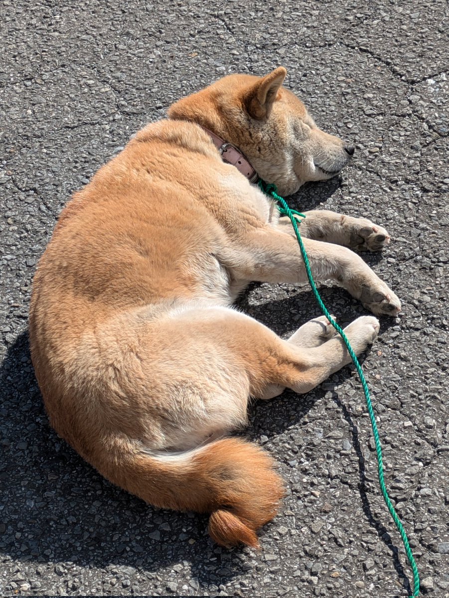 cmritky's tweet photo. センター、警察に連絡しましたが、迷子犬情報無しでした😥
警察の方が会社に来てくれるそうで、書類書いた後は医者に行き、我が家に連れて帰ります☺️先住犬4匹いますが、大丈夫かな？ケージ余っているので慣れるまではそこで暮らしてもらいます☺️
段ボール用意しましたが、地面で寝ています💤
#迷子犬 https://t.co/osMzqm98S2