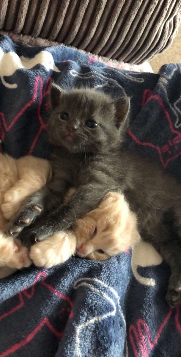 Kitty archives ♡ (@puppierz) on Twitter photo 