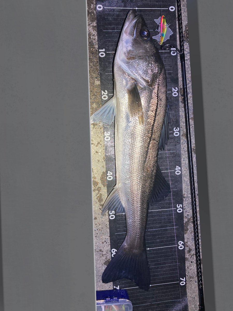 takkun_seabass's tweet photo. 極寒の上げでぽつぽつと
細いのはいくらでも釣れるんですけどね〜、、。
ボトムにぺったりな魚にはバイブがもってこいです
#EXSENCE
#ima
#マルジン
#marujin https://t.co/dwHZHNa3pt