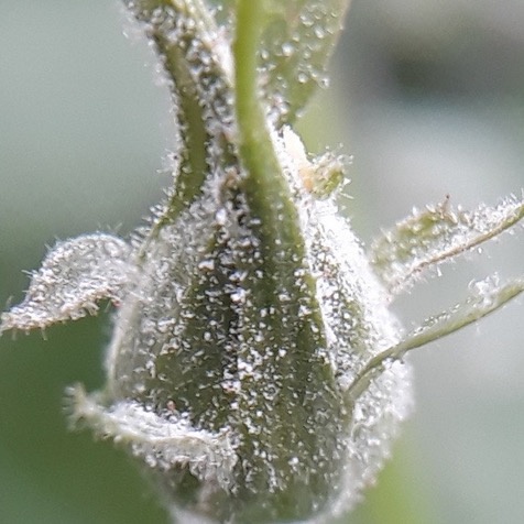 Ortiva Top delivers curative and protectant action against powdery mildew, rusts, and leaf spots. For advise on powdery mildew resistance management click the link below:

syngentaornamentals.co.ke/powdery-mildew…

A key addition to your IPM program! 
#DiseaseControl #CropCare