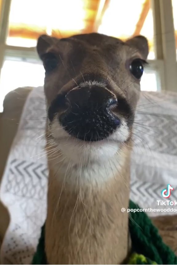 deershouldnt's tweet photo. gn https://t.co/Qiy1D9omBW