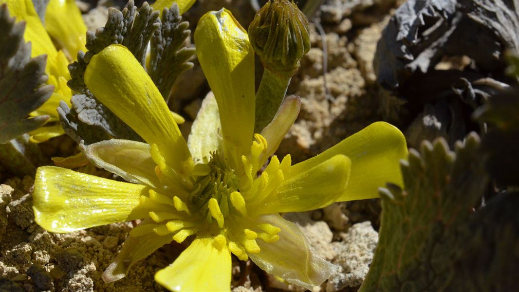 100s of NZ species highly vulnerable to climate change.

A major assessment we have recently released, shows many of New Zealand's native plants and animals are in for a rough time as climate change impacts increase.

Find out more: bit.ly/3QbIZm3