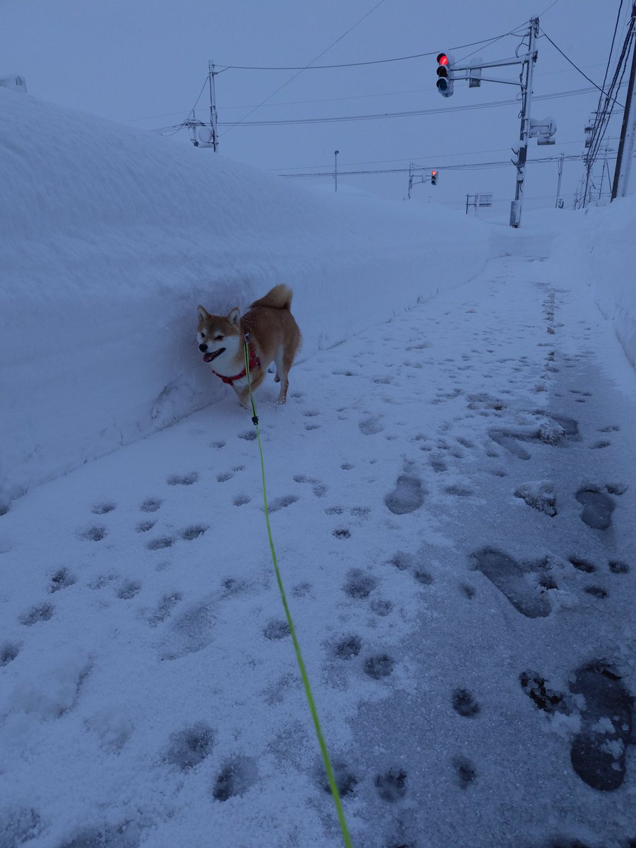 chacha4288's tweet photo. 大雪もひと段落☃高岡のイケメン大仏は白いベレー帽を被ってます😊 https://t.co/EfZLOr5WUe