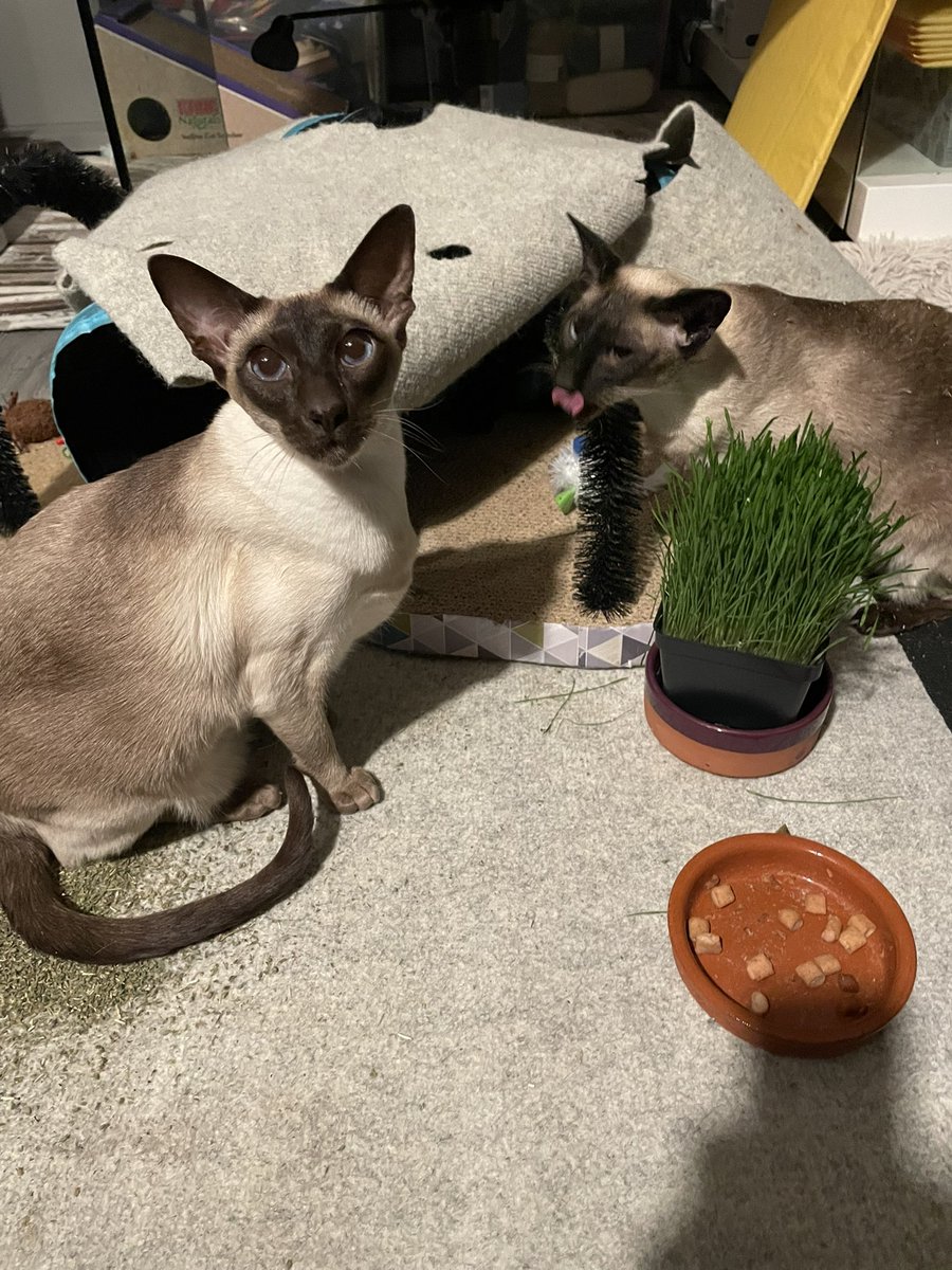 MeezerCats's tweet image. Catnip pawty time 😹😹😹 #LifeWithCats #Catnip