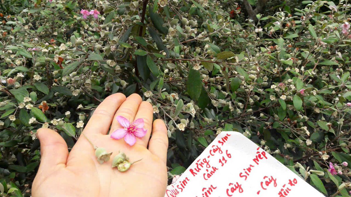 Nếu là chim, tôi sẽ là loài bồ câu trắng
Nếu là hoa, tôi sẽ là một đóa hướng dương
Nếu là mây, tôi sẽ là một vầng mây ấm
Là người, tôi sẽ chết cho quê hương
Là chim, tôi sẽ cất cao đôi cánh mềm
Từ Nam ra ngoài Bắc báo tin nối liền
Là hoa, tôi nở tình yêu