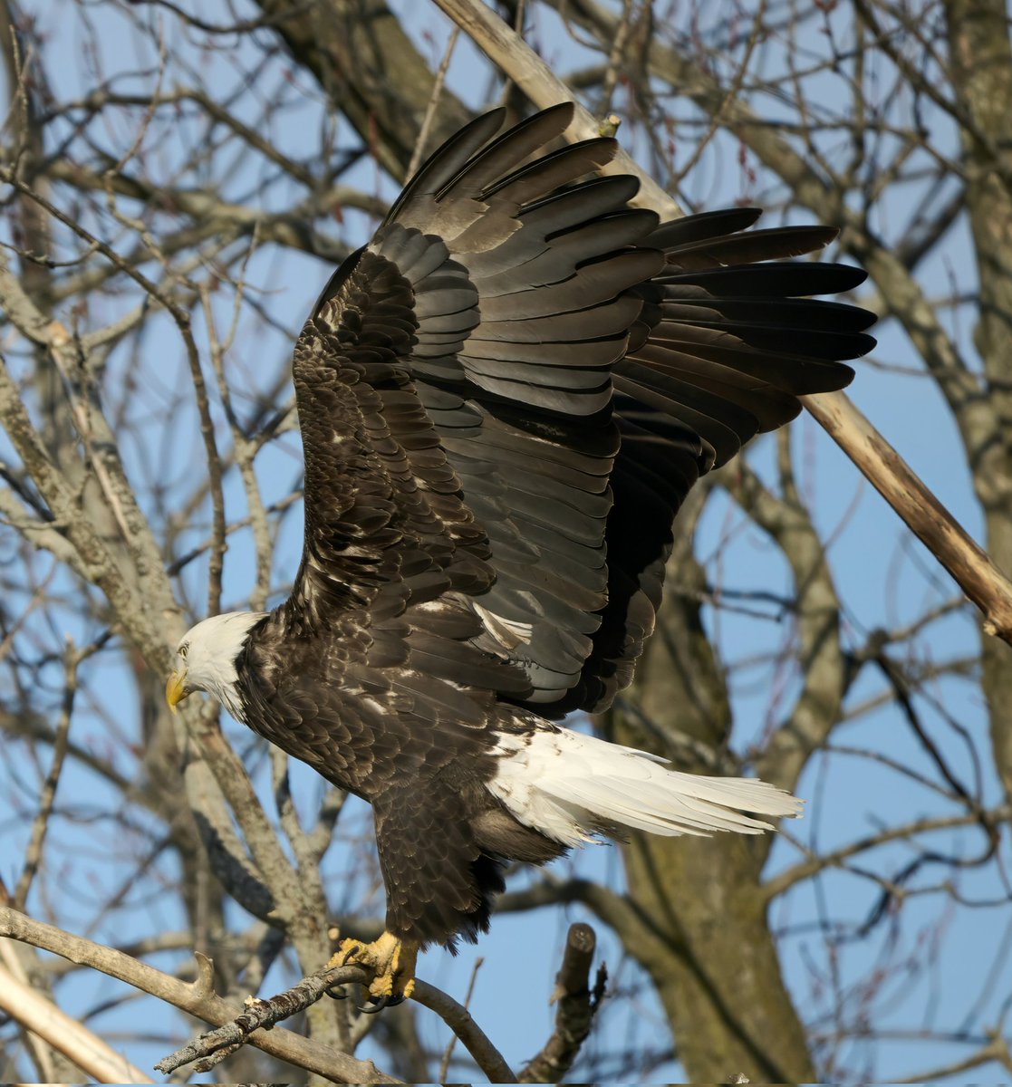 The eagle has landed. Woop, woop! 🦅

#Photography #Birds #Nature #NaturePhotography #Eagles #SuperBowl2025