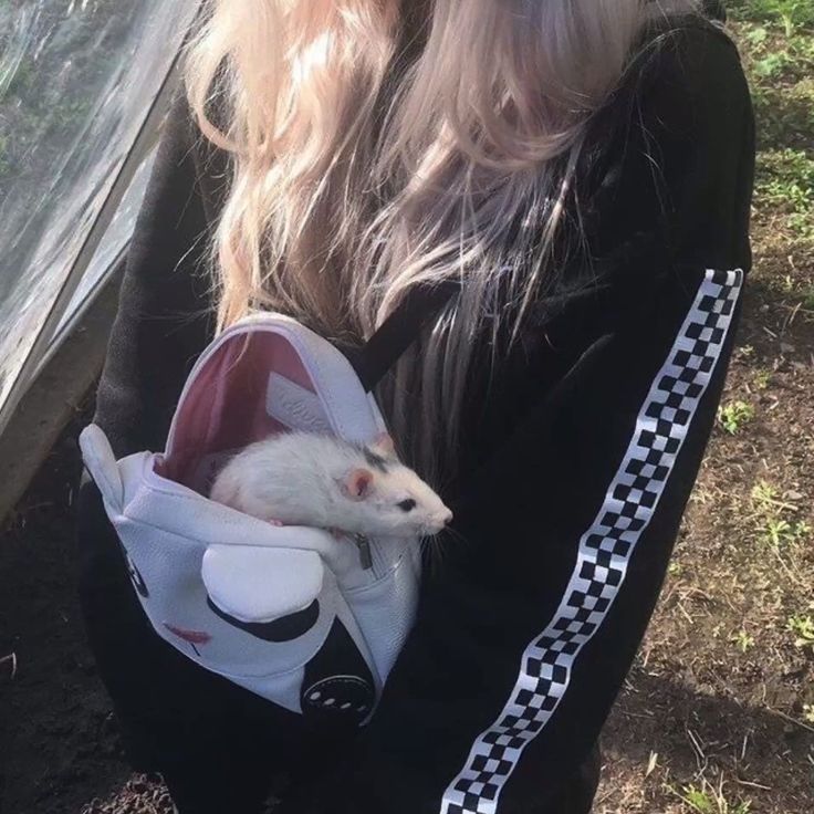 venuslovesrats's tweet photo. Did you know? Backpacks were invented to hold rats. https://t.co/4YzPMbYJaU