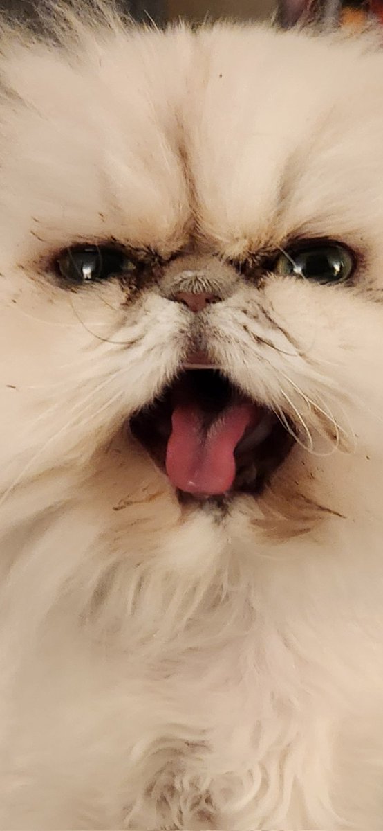 seedtocup's tweet image. Big week //