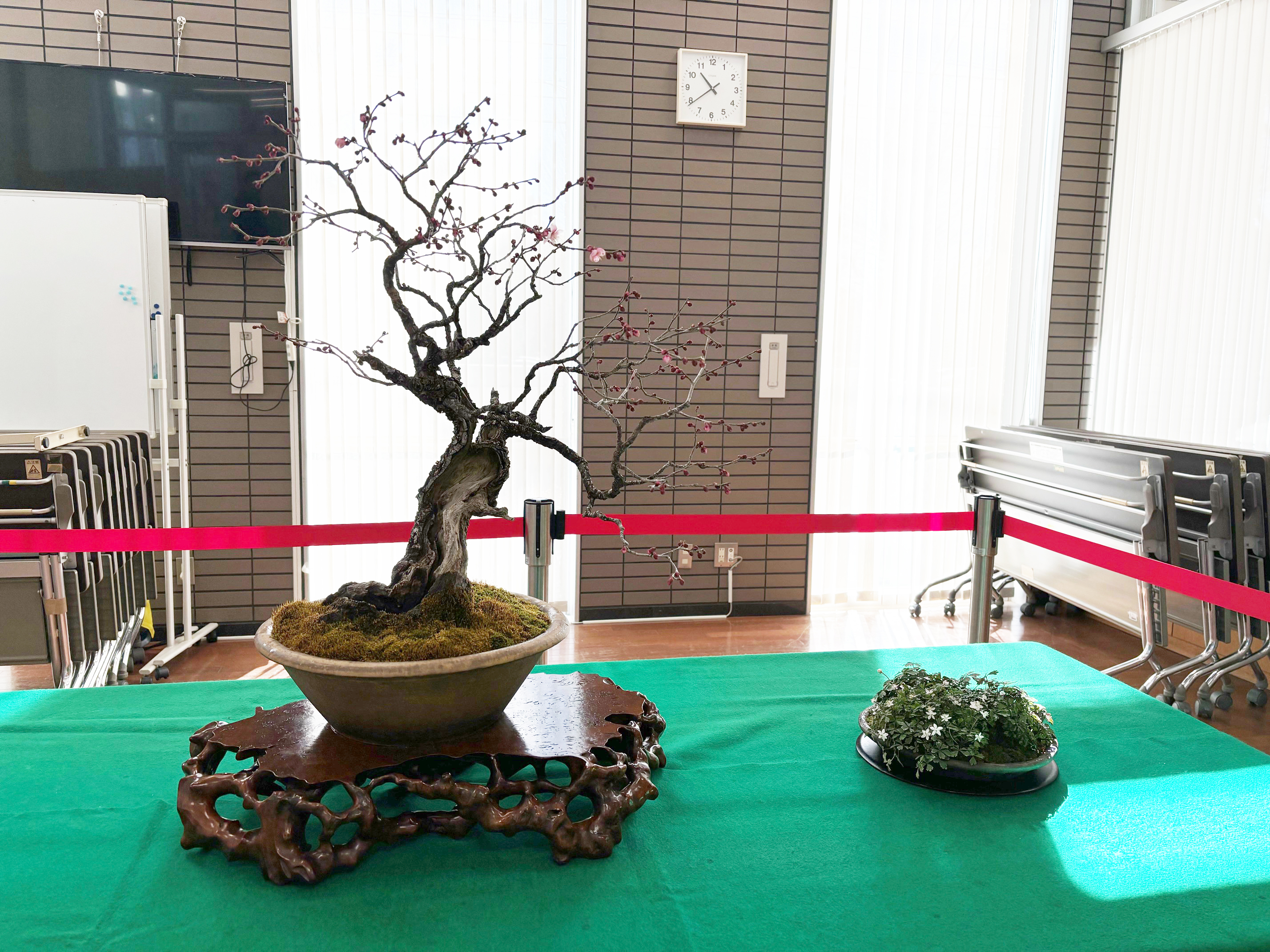現在の展示 Current Exhibition 大宮盆栽村100周年記念企画展