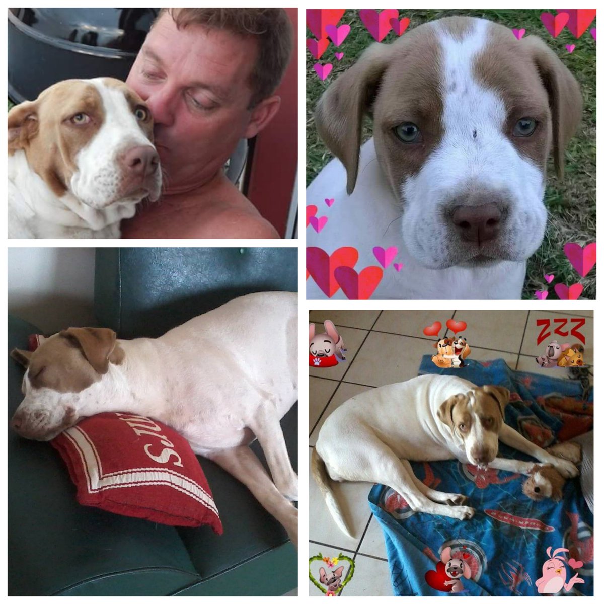 MichelleVa658's tweet photo. @KFMza #TheScienceOfLove
#UltraPet
Misty, is one of a kind, loves to show affection in abundance, loves her zoomies, and is just the best furr friend ever. https://t.co/Ky1irMCKeM