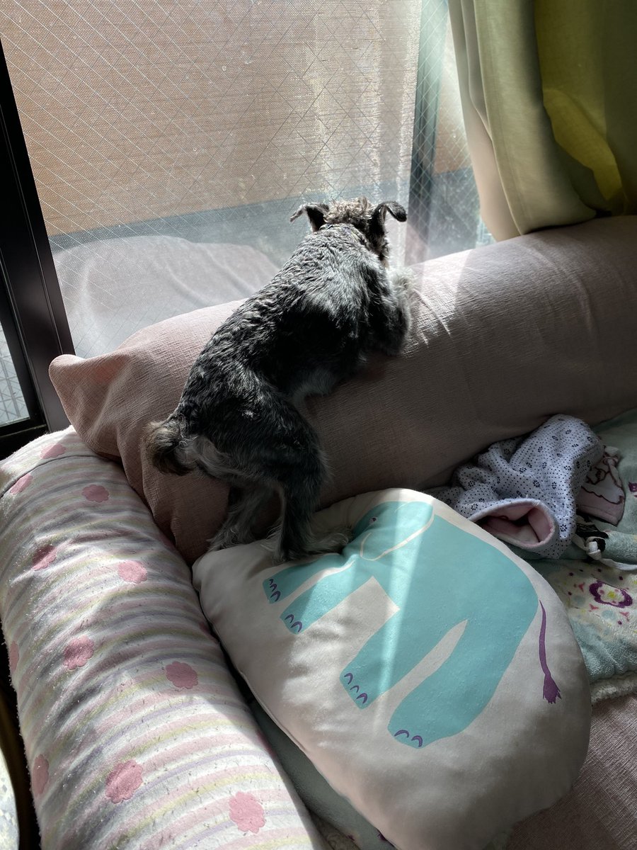unpei8's tweet photo. また微妙な格好で寝ようとしてる
そこが暖かいのは分かるけど
熟睡はムリだっと思うよ
あ、気付かれた
ね、無理だったでしょ
#ミニチュアシュナウザー #お昼寝 https://t.co/istPGtz6Wn