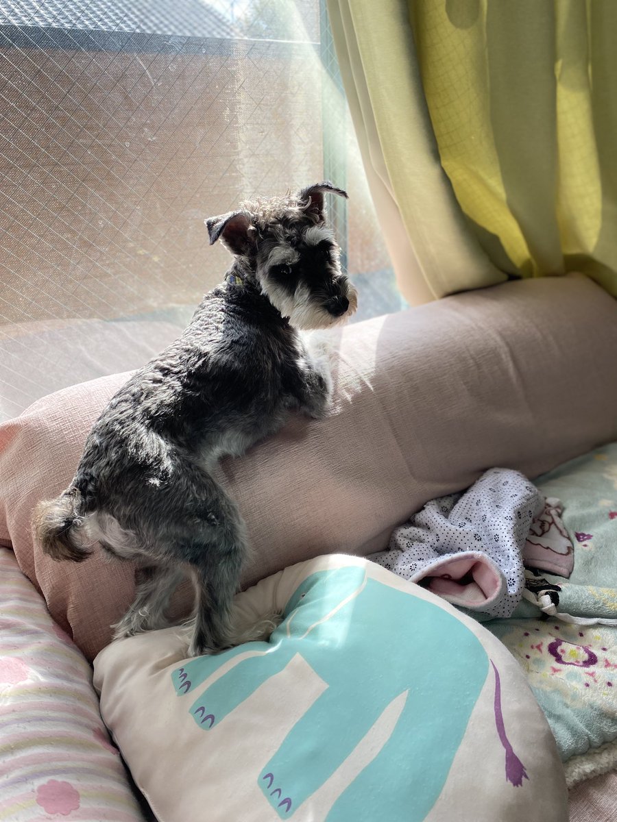 unpei8's tweet photo. また微妙な格好で寝ようとしてる
そこが暖かいのは分かるけど
熟睡はムリだっと思うよ
あ、気付かれた
ね、無理だったでしょ
#ミニチュアシュナウザー #お昼寝 https://t.co/istPGtz6Wn