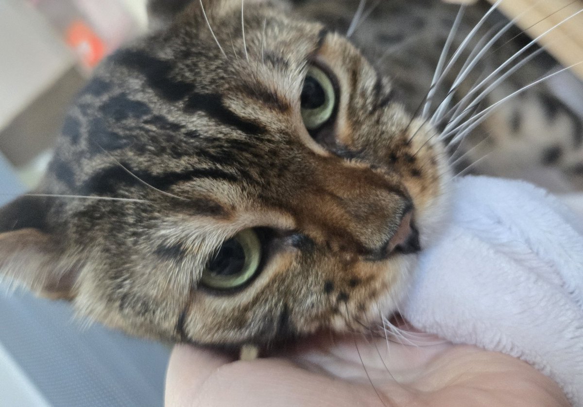 실시간 담요 먹방 중