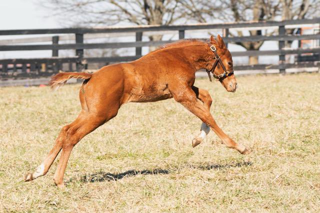 Blue Diamond Stud tweet media
