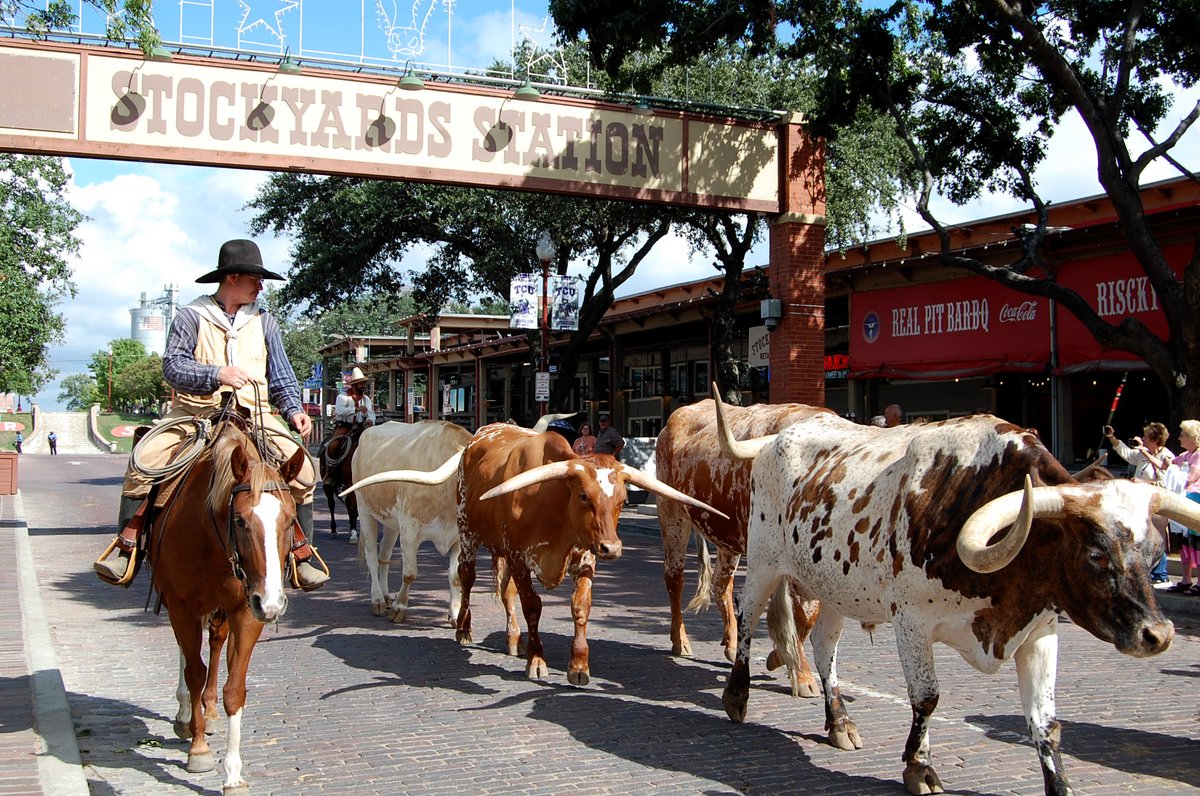 Experience history in motion! Catch the twice-daily cattle drive at 11:30 AM &amp; 4:00 PM as real drovers lead our majestic Texas Longhorns down Exchange Avenue. #FortWorthHerd #StepIntoTheWest