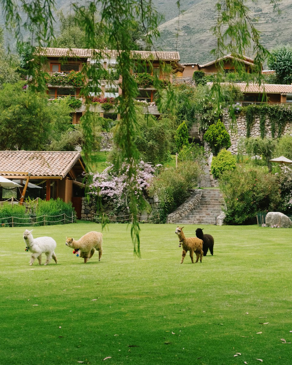 Begin your morning at Rio Sagrado with breakfast by the Urubamba River. Then, board the Hiram Bingham train from the hotel’s private station for a journey to Machu Picchu—enjoy fine dining, live music, and breathtaking views along the way.

Discover More - belmond.com/itineraries/so…