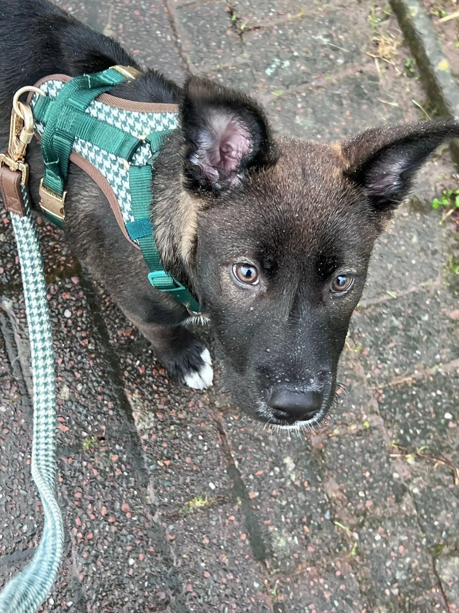 Help2Rehome Scotland tweet media