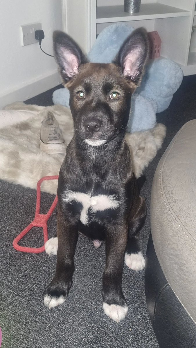 Ted is 5 months old. He is looking for someone who can give him lots of attention and further training. Can you please share to help him on his way? All of his details are here help2rehome.com 🙏🏼