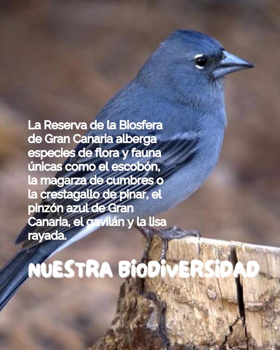 Bioagaete's tweet photo. Arrancamos #GranCanariaBiocultural poniéndonos a prueba: ¿Cuánto sabes de la Reserva de la Biosfera? 
👉https://t.co/aNn2F0FBwD https://t.co/xxLzH2X8B9
