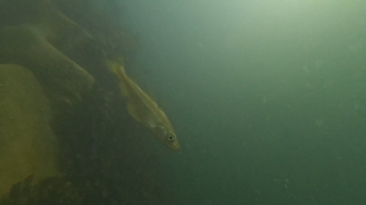 Living Seawalls in Plymouth (@plymseawalls) on Twitter photo Have you ever wondered what the Living Seawall in Plymouth looks like UNDERWATER? We went for a dive to find out! Thank you to <a href="/SHIPSProject/">SHIPS Project</a> and <a href="/PlymCatte/">Cattewater Harbour Plymouth</a> for their support. 🧵1/2 . <a href="/LivingSeawalls/">Living Seawalls</a> <a href="/Louise_Firth_IE/">Louise Firth</a> <a href="/PlymUni/">University of Plymouth</a> <a href="/PlymSoundNMP/">Plymouth Sound National Marine Park</a> <a href="/ouronlyw0rld/">Our Only World</a> <a href="/TamarEstuaries/">Tamar Estuaries</a> Have you ever wondered what the Living Seawall in Plymouth looks like UNDERWATER? We went for a dive to find out! Thank you to <a href="/SHIPSProject/">SHIPS Project</a> and <a href="/PlymCatte/">Cattewater Harbour Plymouth</a> for their support. 🧵1/2 . <a href="/LivingSeawalls/">Living Seawalls</a> <a href="/Louise_Firth_IE/">Louise Firth</a> <a href="/PlymUni/">University of Plymouth</a> <a href="/PlymSoundNMP/">Plymouth Sound National Marine Park</a> <a href="/ouronlyw0rld/">Our Only World</a> <a href="/TamarEstuaries/">Tamar Estuaries</a>