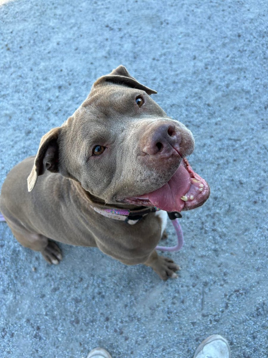 It’s another exciting day at the Lonely Hearts Club! 

Adoption fees for all long-term residents at our headquarters are waived today, thanks to @freshpet.❤️

If you’ve been thinking about adopting, stop by anytime between 12-6:30pm!