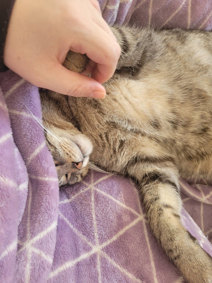Meow pals how are mew? We have sooooo much work to do. Mami left us alone for 2 days🙀! And came back with crutches!!! Are your hooms also not able to survive without mew? Or is it just ours? Here Findus is holding paws with her. Of course we share shifts.   #FTeam #Hedgewatch