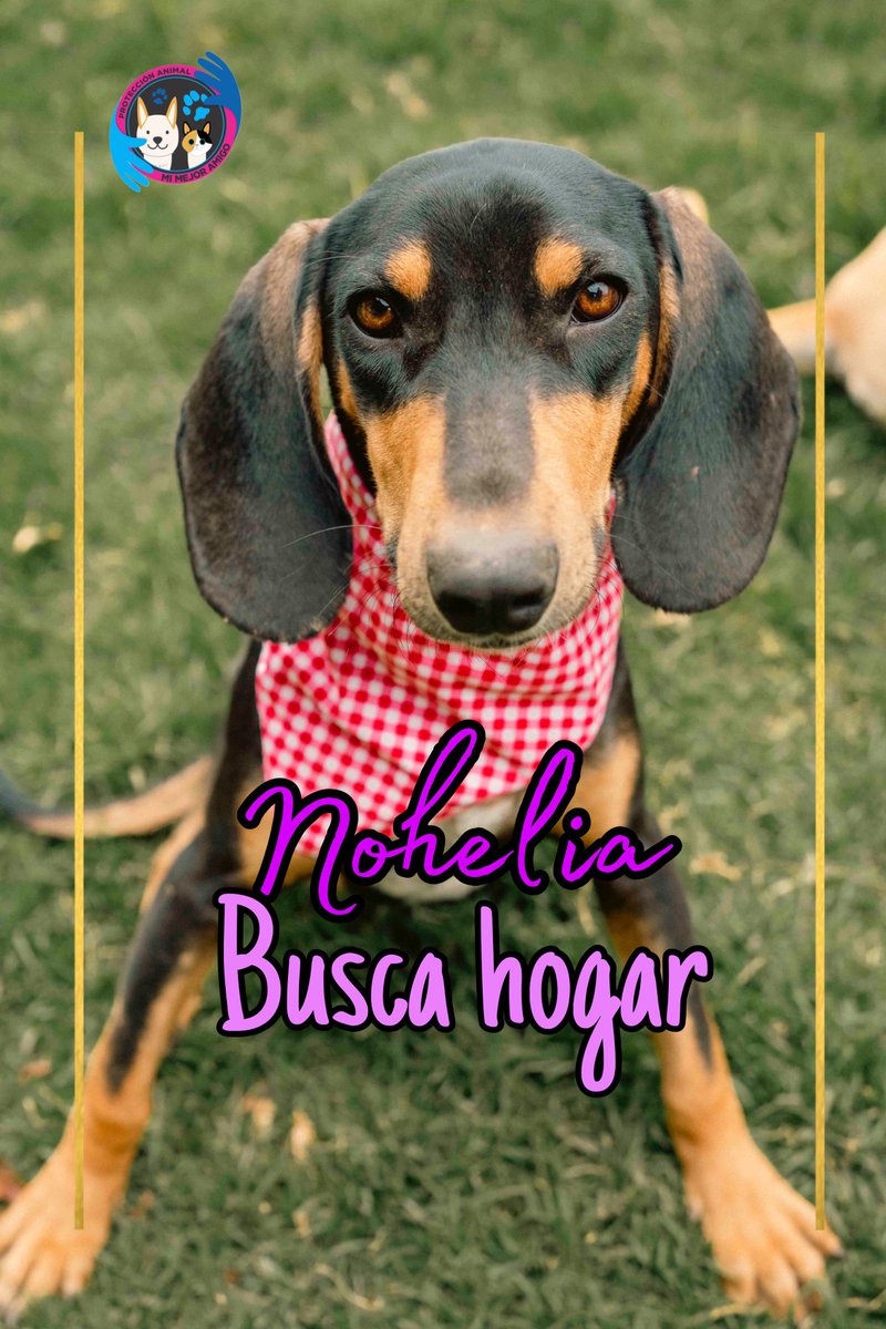 AsociacionMi's tweet photo. Perdimos la cuenta de las veces que hemos publicado a la bella Nohelia para encontrarle hogar 🥺😔🩷 ella es muy linda, amorosa, juguetona, hermosa, por favor si alguien quiere cambiar su vida y la de ella, escribirnos al WhatsApp 
📲 3118009018 https://t.co/hSOCMctcgo