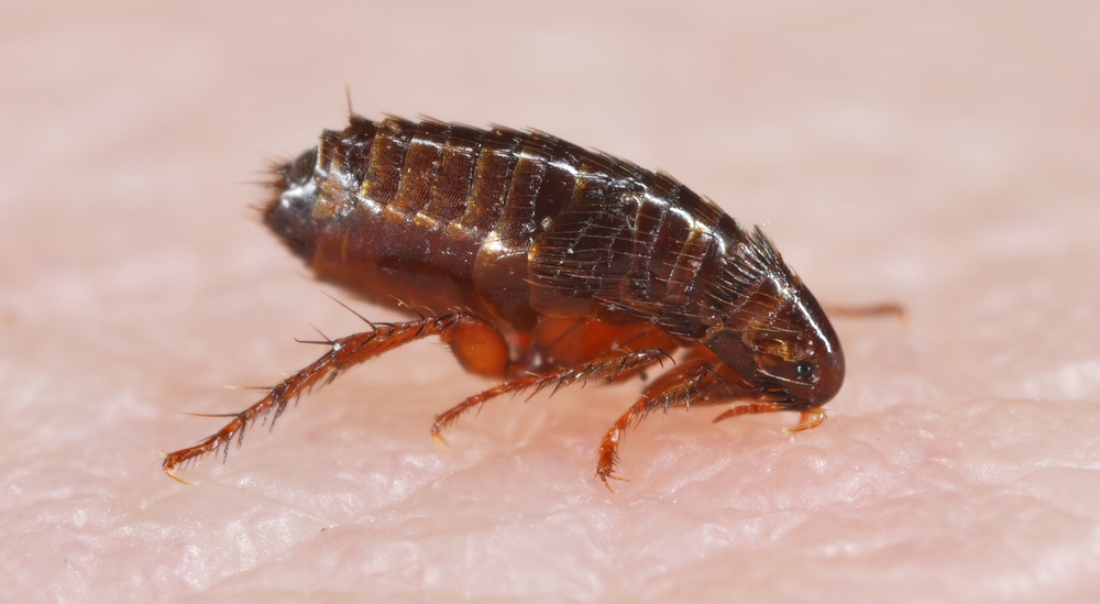 masters_pest's tweet image. Thinking of using a flea bomb as the answer to an infestation? Think again! It may not reach all the eggs &amp;amp; can expose you to harmful chemicals. Masters Pest Control offers effective flea control to remove all the fleas. Call us today: (877)546-9575 #fleas #masterspestcontrol