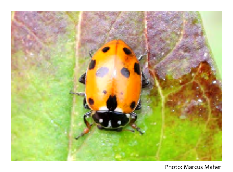 Volume 40 - Owen Beckett reports on The first records of the Adonis Ladybird (Hippodamia variegata) in Ireland. For subscription details: irishnaturalistsjournal.org