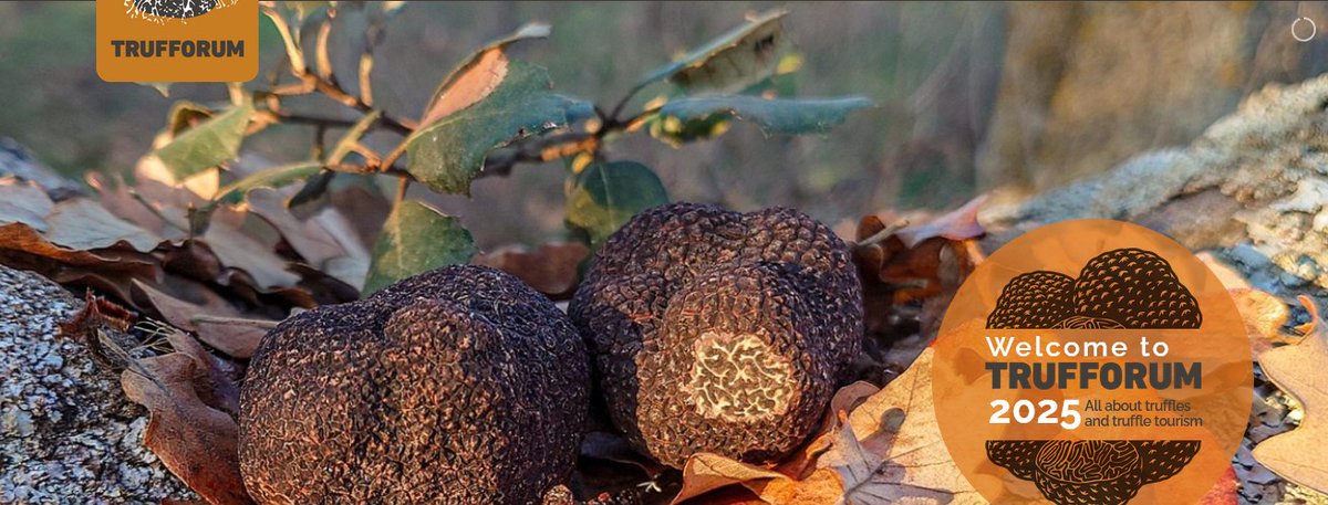 Escucha en Onda agraria <a href="/OndaCero_es/">Onda Cero</a> del 16/02/2025 a Fernando Martínez Peña, Científico Titular del Centro para la Calidad de los Alimentos #INIA_CSIC, a propósito de <a href="/Trufforumofic/">Trufforum official</a>, iniciativa para la promoción de la #Trufa negra y el turismo micológico ondacero.es/programas/onda…