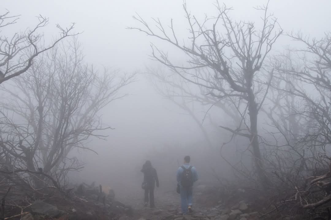 adiarionic's tweet photo. 🌳 El enigmático "Bosque Muerto", con sus árboles petrificados y cubiertos de musgo, ofrece un paisaje surrealista que parece sacado de otro mundo 🌬
#Nicaragua
#mombacho
#AventuraNatural
#turismosostenible
#NicaraguaUnicaOriginal https://t.co/dipome7Vey
