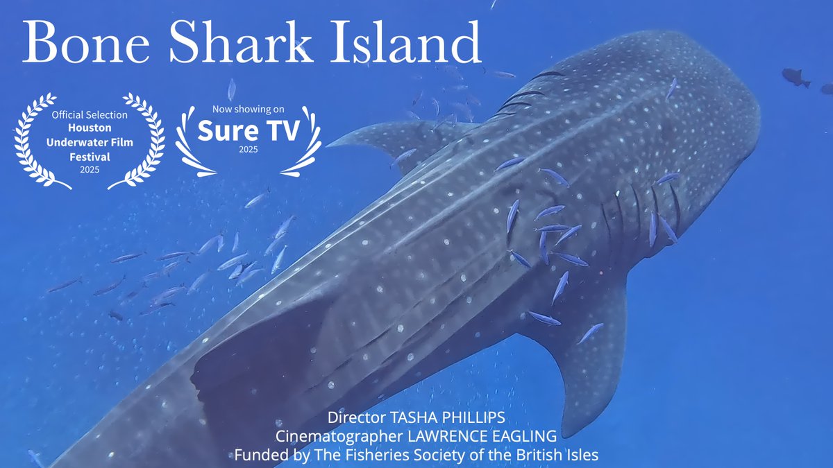 Swimming Head Productions (@swimming_head) on Twitter photo Excited to share our short film Bone Shark Island, made with <a href="/SHnationaltrust/">St Helena National Trust</a>, has been selected for ✨Houston Underwater Film Festival✨ & is now showing on Sure TV!📺 Thanks to Kenix, Neil & <a href="/m_fletcher8/">Michelle Fletcher</a>, filming generously funded by <a href="/TheFSBI/">fsbi</a> Excited to share our short film Bone Shark Island, made with <a href="/SHnationaltrust/">St Helena National Trust</a>, has been selected for ✨Houston Underwater Film Festival✨ & is now showing on Sure TV!📺 Thanks to Kenix, Neil & <a href="/m_fletcher8/">Michelle Fletcher</a>, filming generously funded by <a href="/TheFSBI/">fsbi</a>