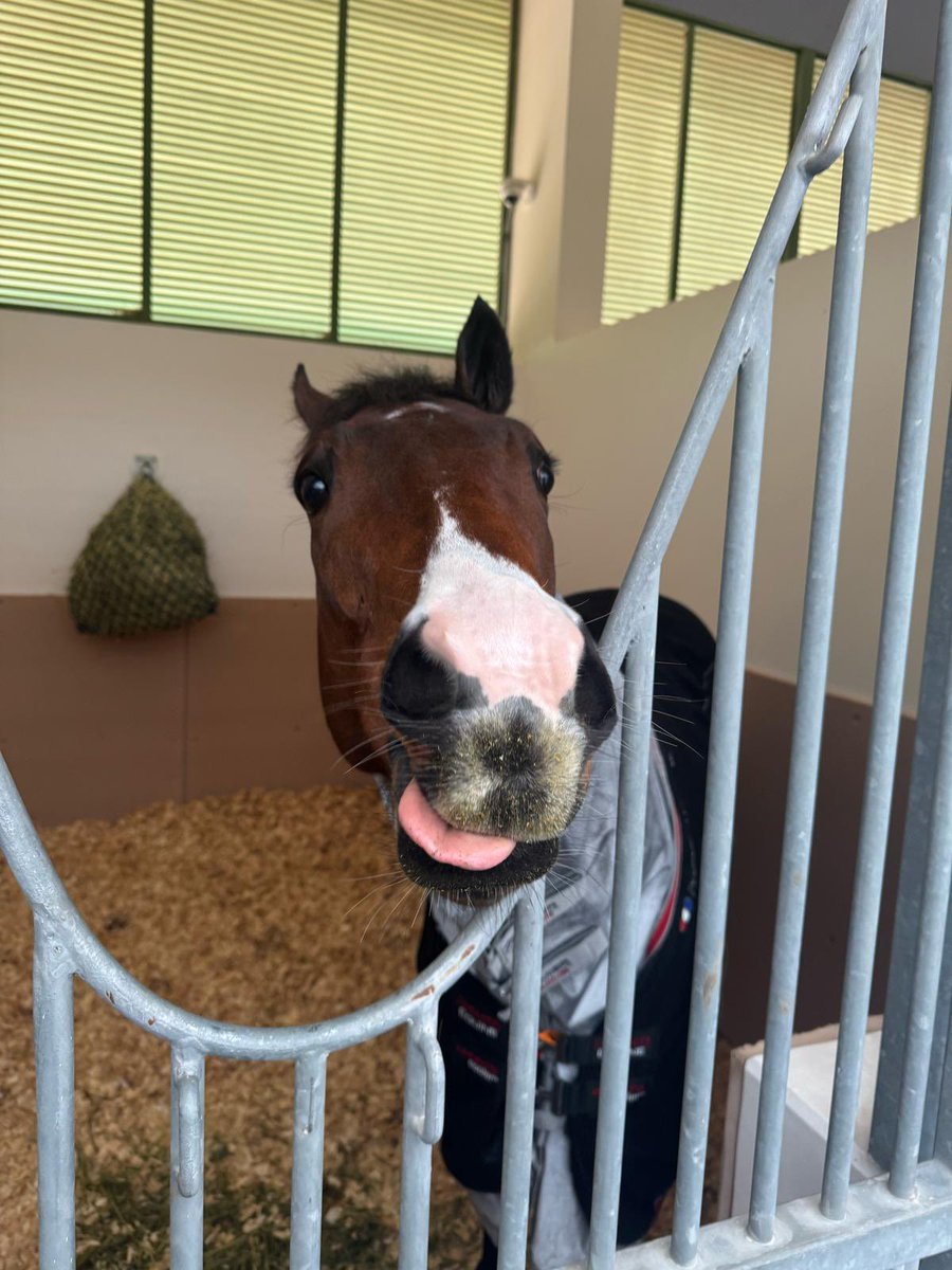 UrloxheyStables's tweet photo. 🇸🇦 Witness Stand has arrived in Saudi safe and sound. Thank you to the team for your hard work and late night collecting him from the airport. Bring on Saturday!
#thesaudicup #witnessstand #urloxheystables https://t.co/nKO83xhGUx