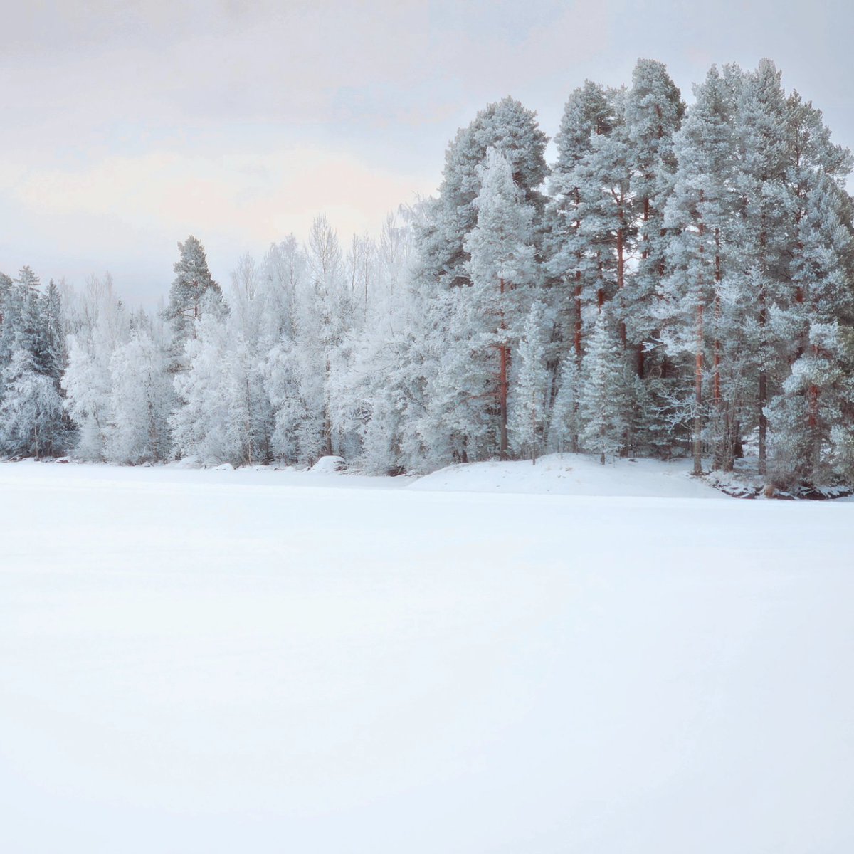 Talviklassikko